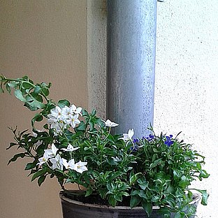 regenrinne1