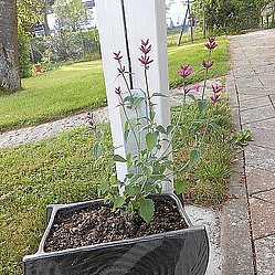 garten5